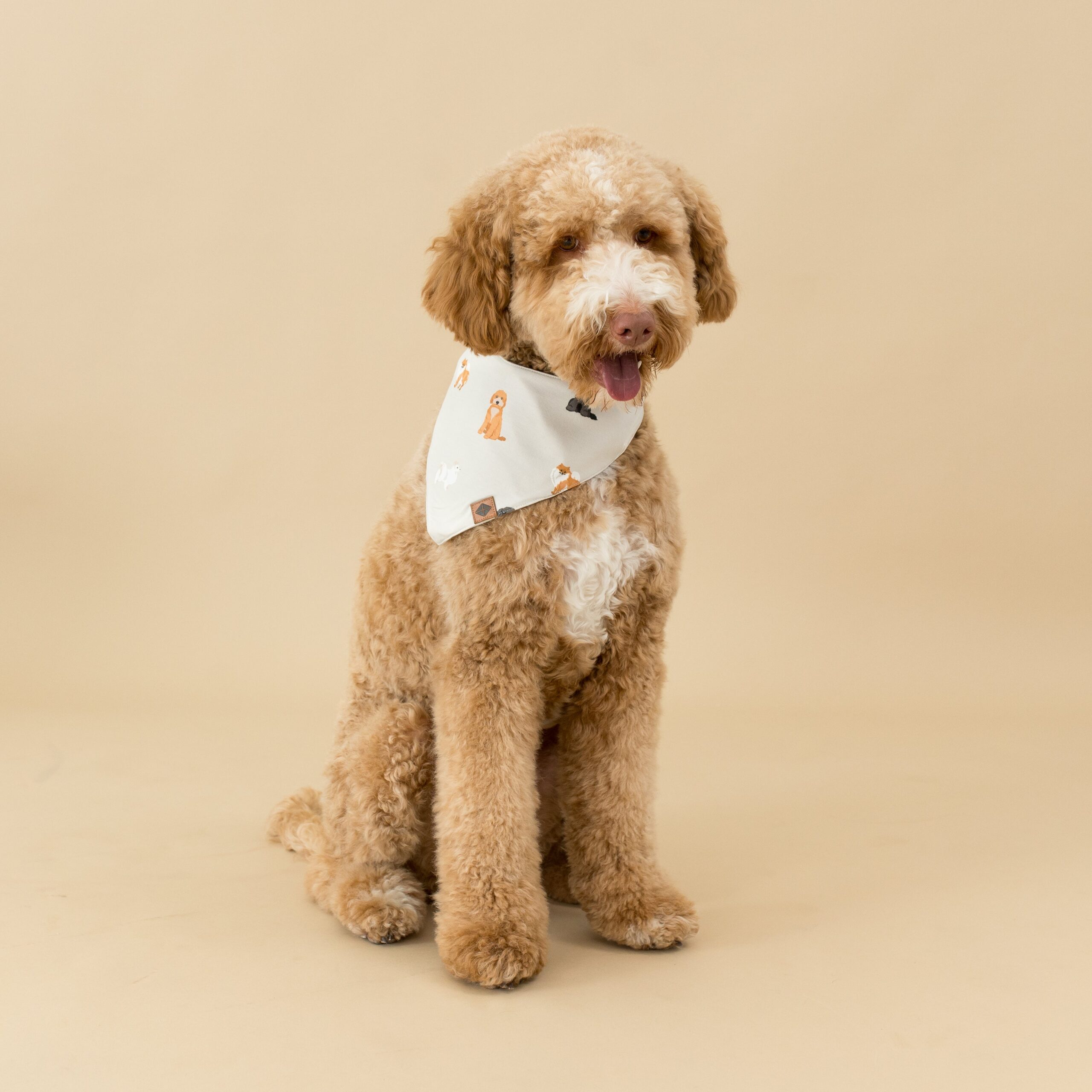 Dog_Bandana_in_FLuffy_Dog-02